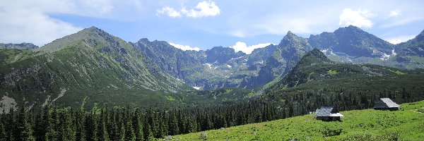 Roślinność, Tatry, Lasy, Domki, Góry, Polska