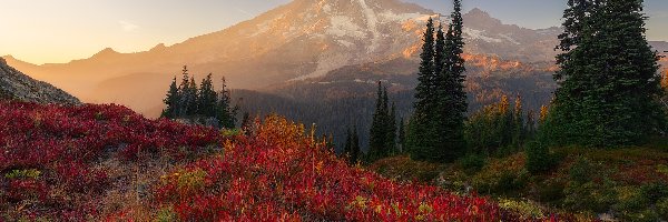 Góry, Waszyngton, Przebijające światło, Kwiaty, Park Narodowy Mount Rainier, Jesień, Drzewa, Stany Zjednoczone