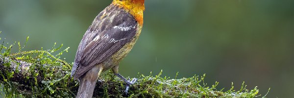 Tanager, Gałąź, Piranga ognista, Ptak