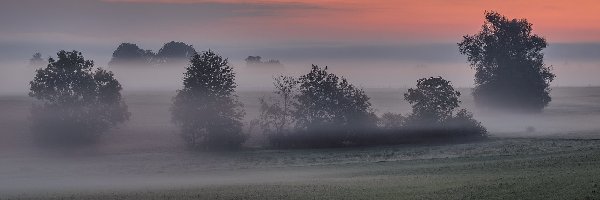 Pole, Mgła, Łąka, Drzewa