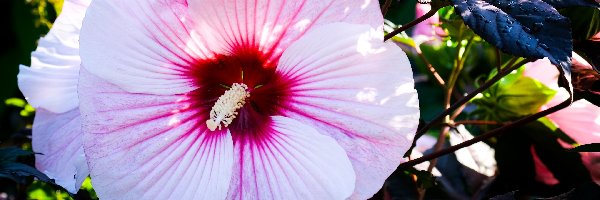 Zbliżenie, Kwiat, Hibiskus