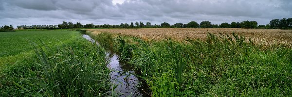 Zboże, Trawa, Pole, Drzewa, Łąka, Rów