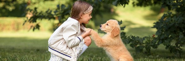 Szczeniak, Trawa, Golden retriever, Dziewczynka