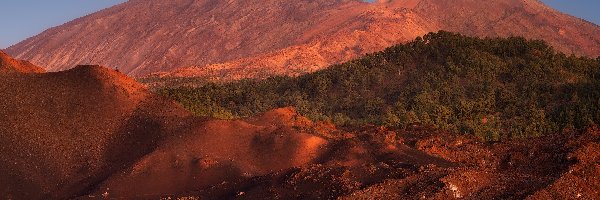 Hiszpania, Góra, Teneryfa, Lasy, Teide