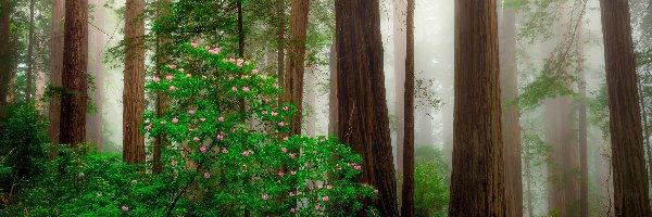 Drzewa, Kalifornia, Mgła, Kwiaty, Park Narodowy Redwood, Krzewy, Różanecznik, Stany Zjednoczone