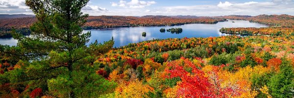 Jesień, Jezioro, Las, Stan Nowy Jork, Stany Zjednoczone, Krzewy, Drzewa