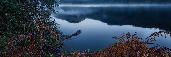 Mgła, Jezioro, Kanada, Paprocie, Sasamat Lake, Drzewa, Brązowe, Góry