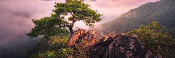 Korea Południowa, Drzewo, Sosna, Skały, Mgła, Jebibong, Góry