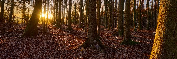 Liście, Opadłe, Brązowe, Drzewa, Przebijające światło, Las