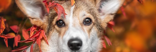 Liście, Welsh corgi pembroke, Pies