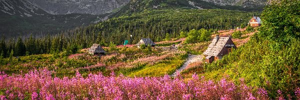 Wierzbówka kiprzyca, Tatry, Polska, Kwiaty, Łąka, Domy, Drewniane, Góry, Hala Gąsienicowa, Tatrzański Park Narodowy