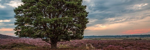 Roydon Common, Drzewo, Rezerwat Przyrody, Anglia, Wrzosowisko, Wschód słońca