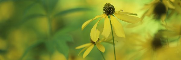 Żółty, Rozmyte tło, Kwiat, Rudbekia naga
