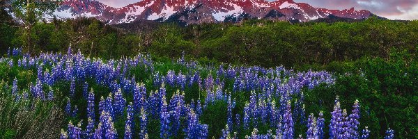 Góry, San Juan Mountains, Kolorado, Łubin, Zieleń, Chmury, Mount Sneffels, Drzewa, Kwiaty, Zachód słońca, Polana, Stany Zjednoczone