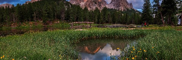 Góry, Trawa, Drzewa, Alpy, Most, Dolomity, Kwiaty, Łąka, Odbicie, Włochy, Jezioro Antorno, Las