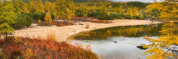 Kolorowe, Pożółkłe, Jesień, Modrzewie, Rosja, Las, Drzewa, Góry Kołymskie, Jezioro Jack London, Rośliny, Mgła, Obwód magadański, Kołyma