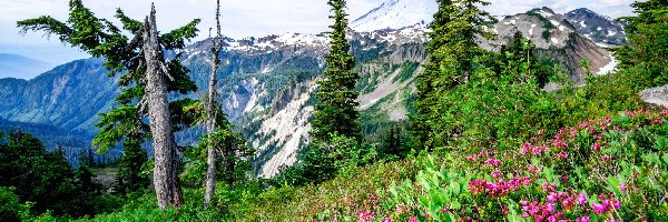 Chmury, Roślinność, Stany Zjednoczone, Góry Kaskadowe, Góra, Szczyt, Mount Baker, Drzewa, Kwiaty, Stan Waszyngton