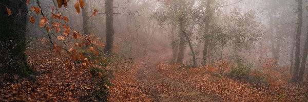 Mgła, Ścieżka, Liście, Jesień, Drzewa, Las