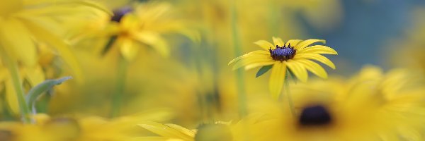 Żółte, Rozmycie, Kwiaty, Rudbekia