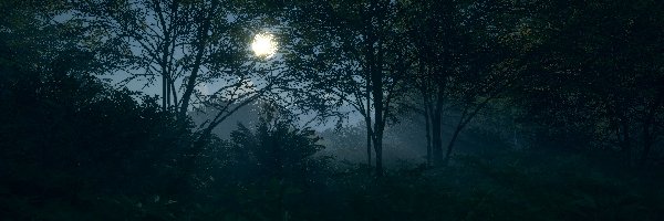 Noc, Księżyc, PS4, XBOX, Drzewa, Zarośla Gry, PC, The Hunter Call of the Wild