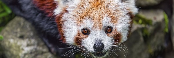 Rozmycie, Pandka ruda, Kamienie, Czerwona panda