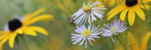 Kwiaty, Rudbekie, Astry