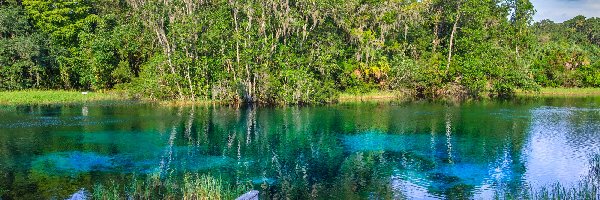 Drzewa, Park Stanowy Rainbow Springs, Jezioro, Floryda, Stany Zjednoczone, Szuwary, Pomost