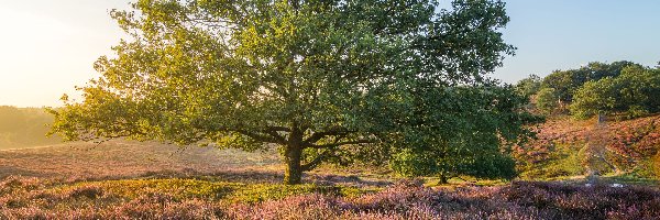 Drzewo, Park Narodowy Veluwezoom, Wrzosowisko, Wschód słońca, Prowincja Geldria, Holandia