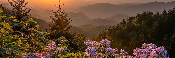 Góry, Stan Karolina Północna, Kwiaty, Drzewa, Park Narodowy Great Smoky Mountains, Great Smoky Mountains, Zachód słońca, Stany Zjednoczone