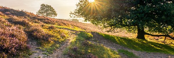 Holandia, Drzewo, Wrzosowisko, Wzgórze, Wschód słońca, Prowincja Geldria, Park Narodowy Veluwezoom