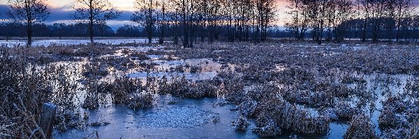 Kępy, Poranek, Traw, Narew, Polska, Zmarznięte, Oszronione, Park Krajobrazowy Doliny Narwi, Mokradła, Rzeka, Drzewa