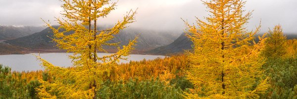 Góry Kołymskie, Jesień, Mgła, Las, Rosja, Pożółkłe, Modrzewie, Obwód magadański, Drzewa, Jezioro Jack London, Kołyma