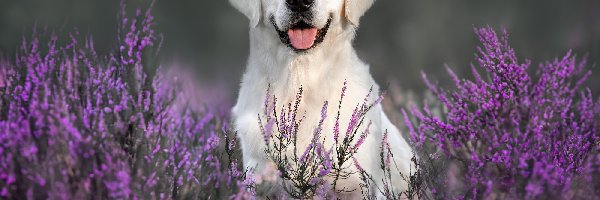 Pies, Wrzosy, Labrador retriever, Biały