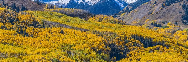 Jesień, Góry, Capitol Peak, Kolorado, Stany Zjednoczone, Drzewa, Las