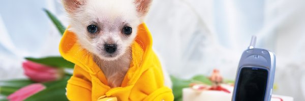 Telefon, Chihuahua, Komórkowy, Szczeniak