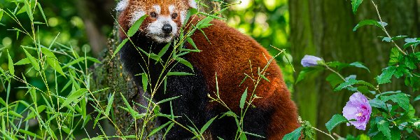 Drzewa, Kwiatek, Liście, Pandka ruda