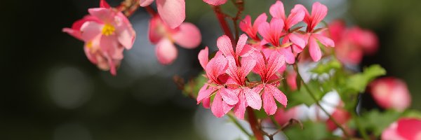 Kwiaty, Różowe, Pelargonie