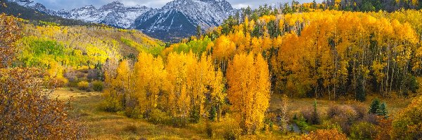 Las, Góra, Stany Zjednoczone, Kolorado, Mount Sneffels, Drzewa, Jesień, Góry