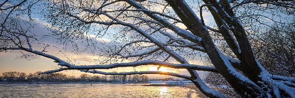 Gałęzie, Staw, Drzewo, Wschód słońca, Śnieg, Zima