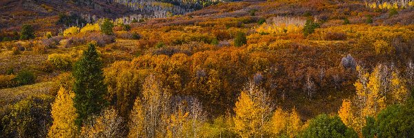 Las, Jesień, Przełęcz, San Juan Mountains, Góry, Stany Zjednoczone, Kolorado, Dallas Divide, Drzewa