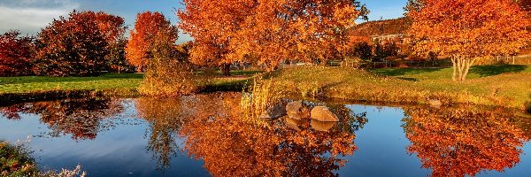 Park, Drzewa, Staw, Jesień, Liście