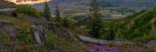 Łąka, Stratowulkan, Stany Zjednoczone, Stan Waszyngton, Mount St Helens, Kwiaty, Drzewa, Góry Kaskadowe