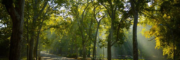 Zieleń, Aleja, Przebijające światło, Lato, Drzewa, Park