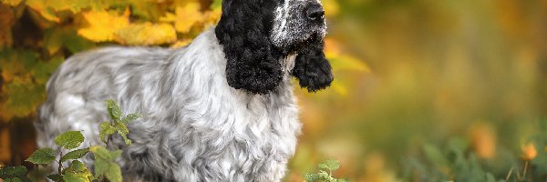 Cocker spaniel angielski, Pies