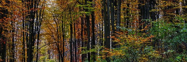 Las, Drzewa, Kolorowe, Jesień, Ścieżka