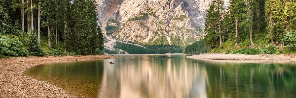 Drzewa, Pragser Wildsee, Lago di Braies, Jezioro, Włochy, Dolomity, Góry