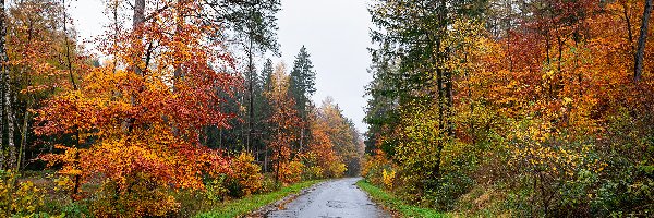 Drzewa, Las, Pożółkłe, Las, Droga, Jesień