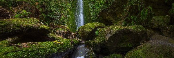 Omszałe, Wodospad, Nicols Falls, Dunedin, Nowa Zelandia, Kamienie, Roślinność