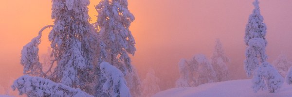 Poranek, Ośnieżone, Drzewa, Śnieg, Zima, Mgła, Zaspy