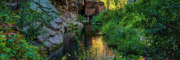 Skały, Rzeka, Stany Zjednoczone, Arizona, Drzewa, Kamienie, Sedona, West Fork Oak Creek
